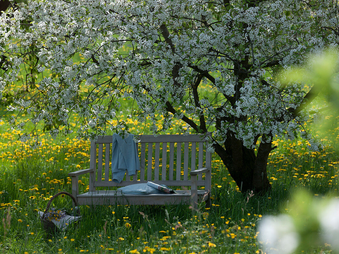 Bench with pillows under Prunus cerasus on blooming meadow