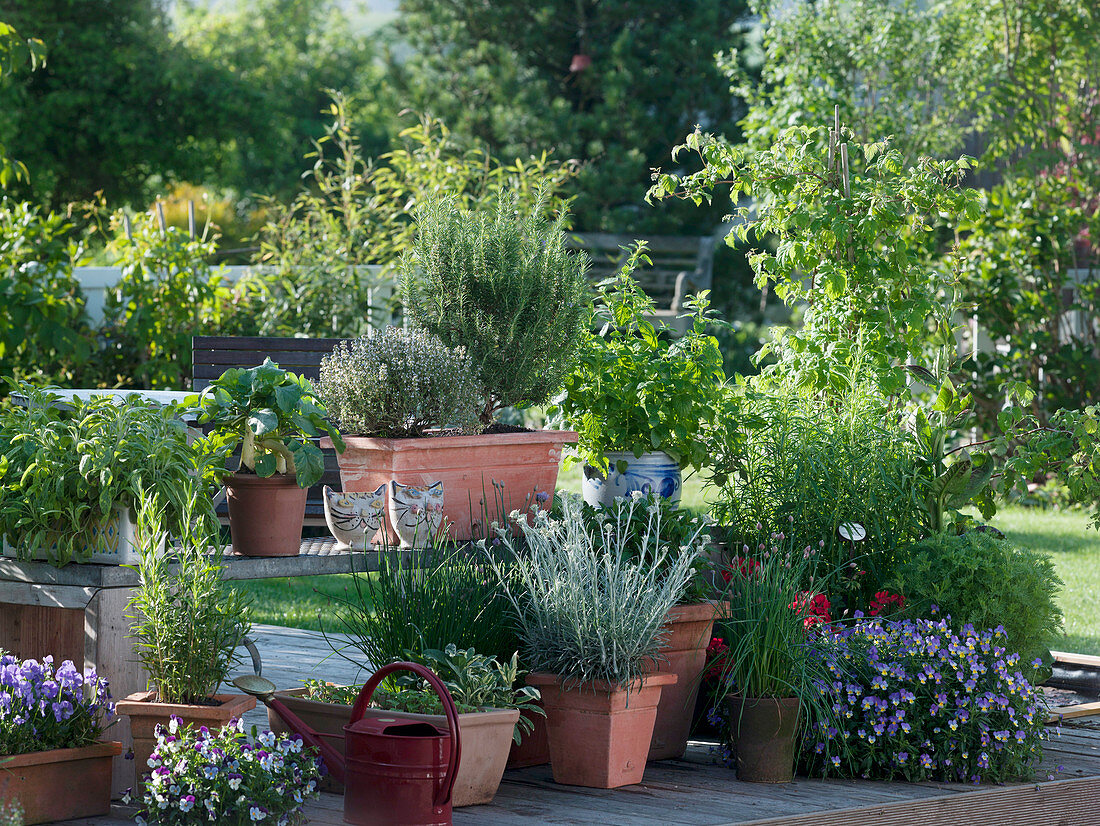 Herbal terrace, Salvia, Raphanus, Thymus
