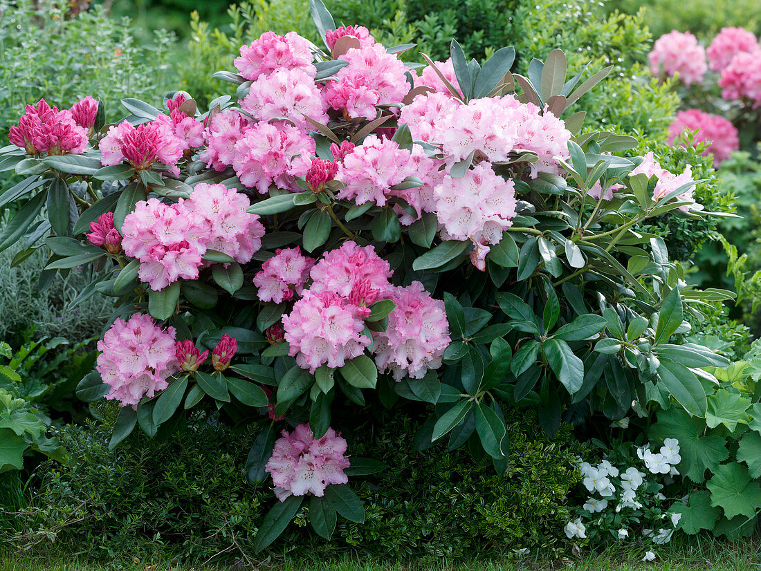 Rhododendron yakushimanum 'Heinje's Select'