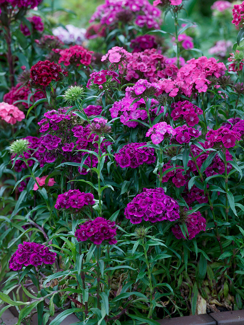 Dianthus barbatus (Bartnelken)