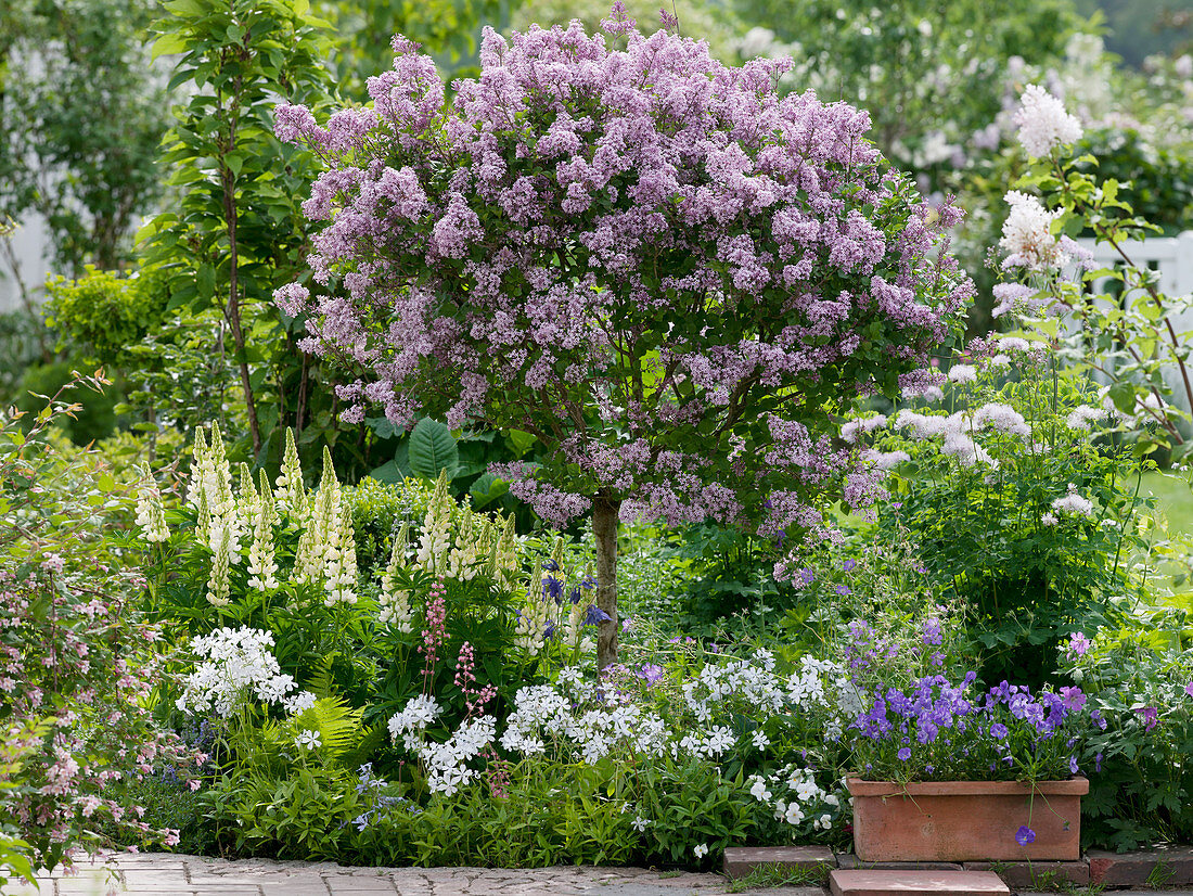 Syringa meyeri 'Palibin' in the bed with Lupinus polyphyllum