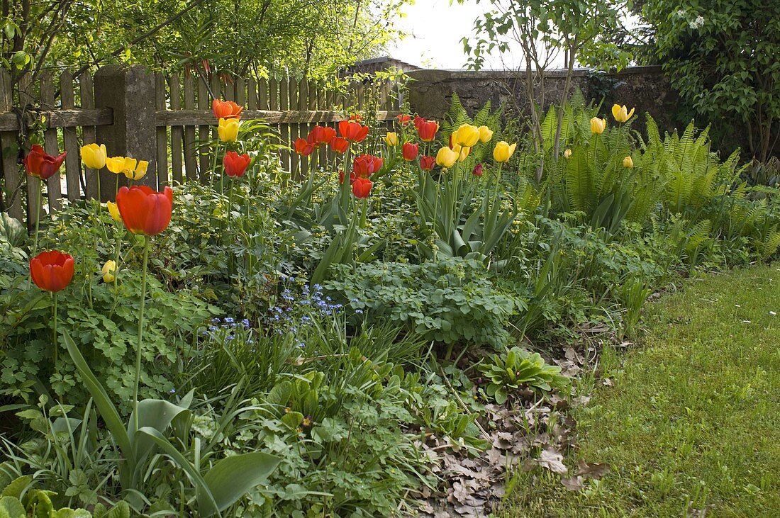 Staudenbeet im Frühling mit Tulipa 'Apeldoorn' 'Golden Apeldoorn'(Tulpen)