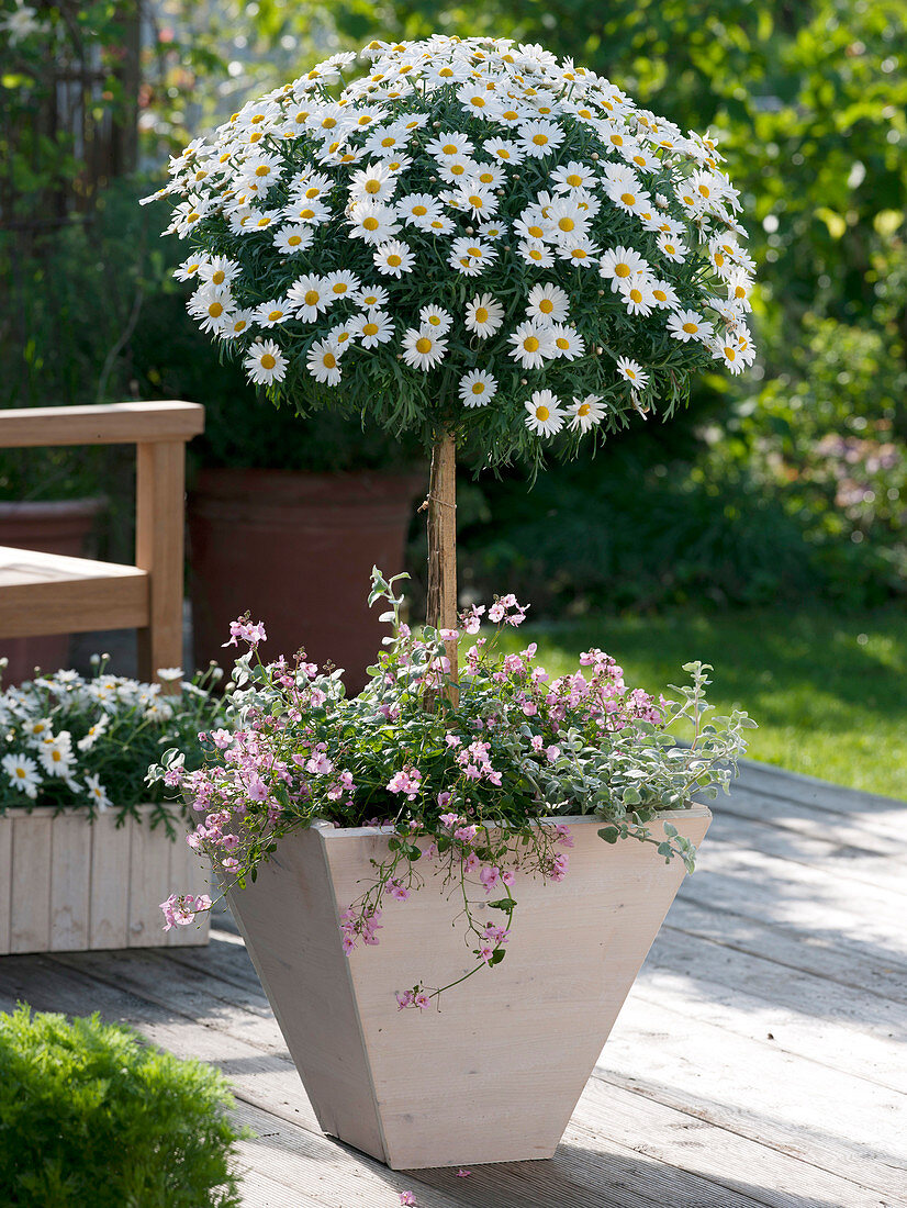 Argyranthemum frutescens 'Stella 2000', stem planted