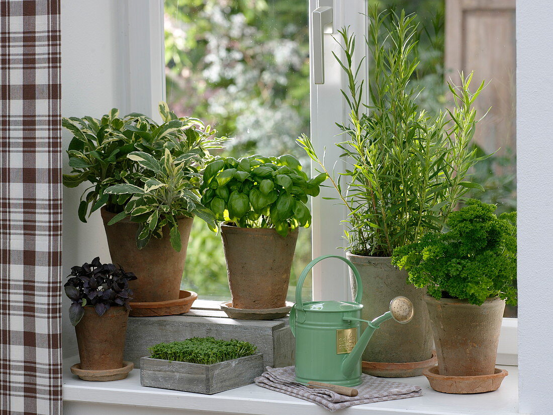 Herbs on the windowsill