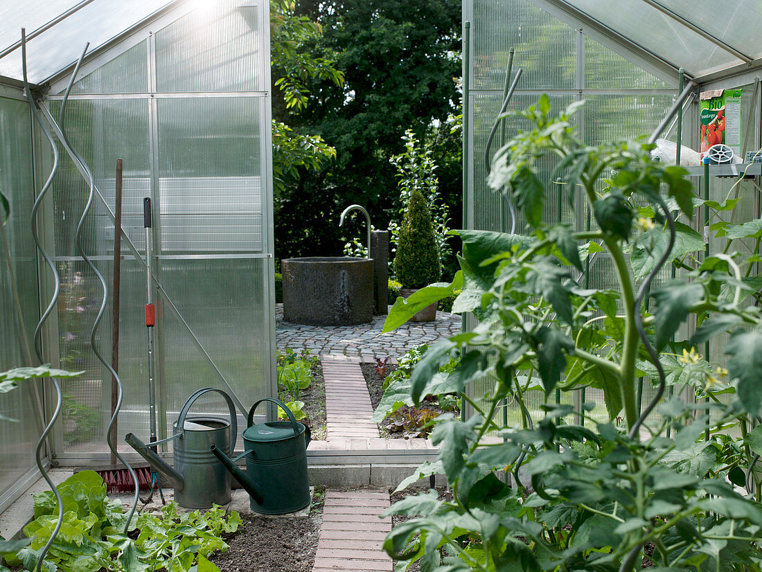 View from the greenhouse with Lycopersicon and Lactuca