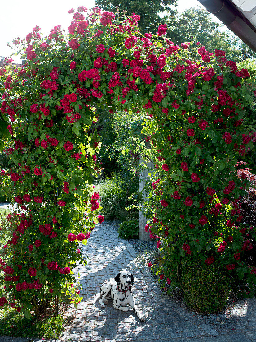 Rose 'Greeting to Heidelberg' (climbing rose) on a roses arch