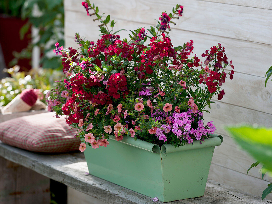 Cuphea llavea Vienco 'Red' (Köcherblümchen), Calibrachoa Superbells