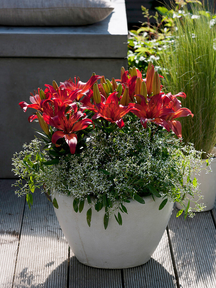 Lilium asiaticum 'Matrix' (Lilien), Euphorbia 'Diamond Frost'