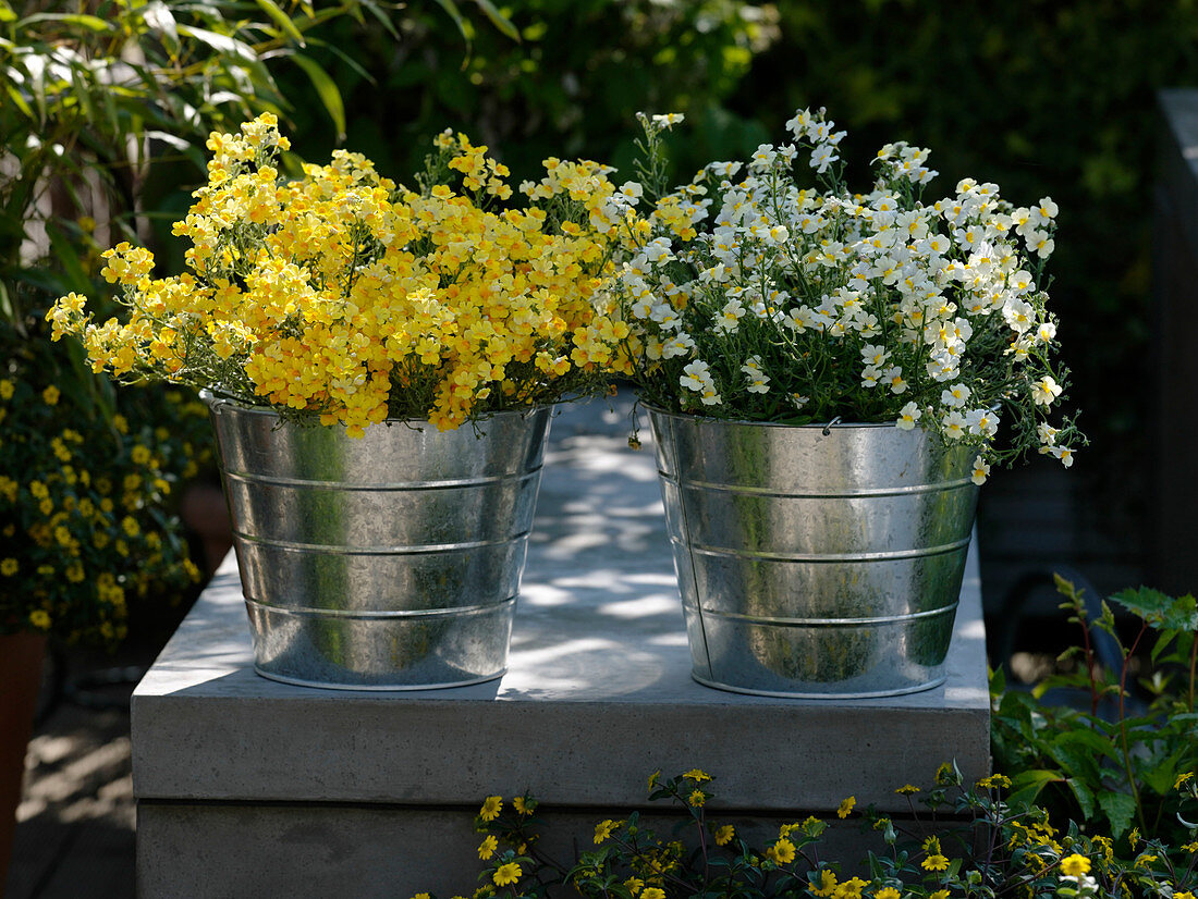 Nemesia Sunsatia 'Pera' 'Pomelo' in small tin buckets