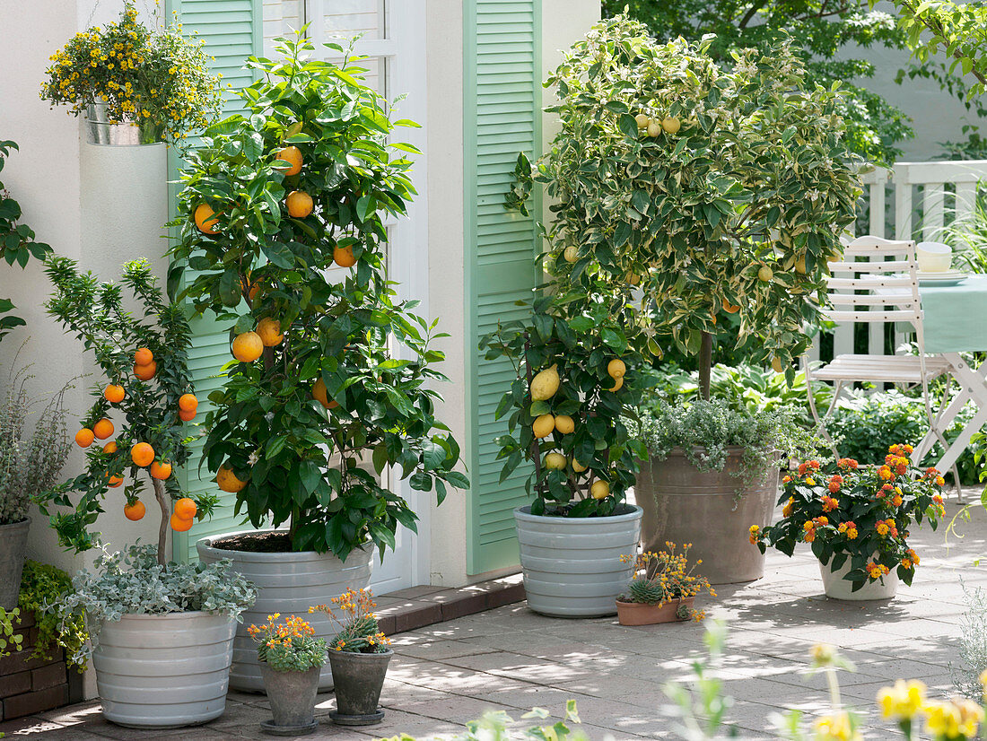 Citrus sinensis (Orange), Citrus myrtifolia (Bitter Mandarine), Helichrysum