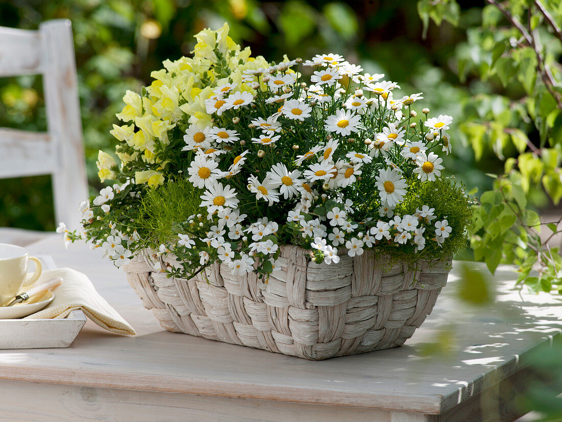 White wicker basket with Argyranthemum 'Honey Star' (marguerite)