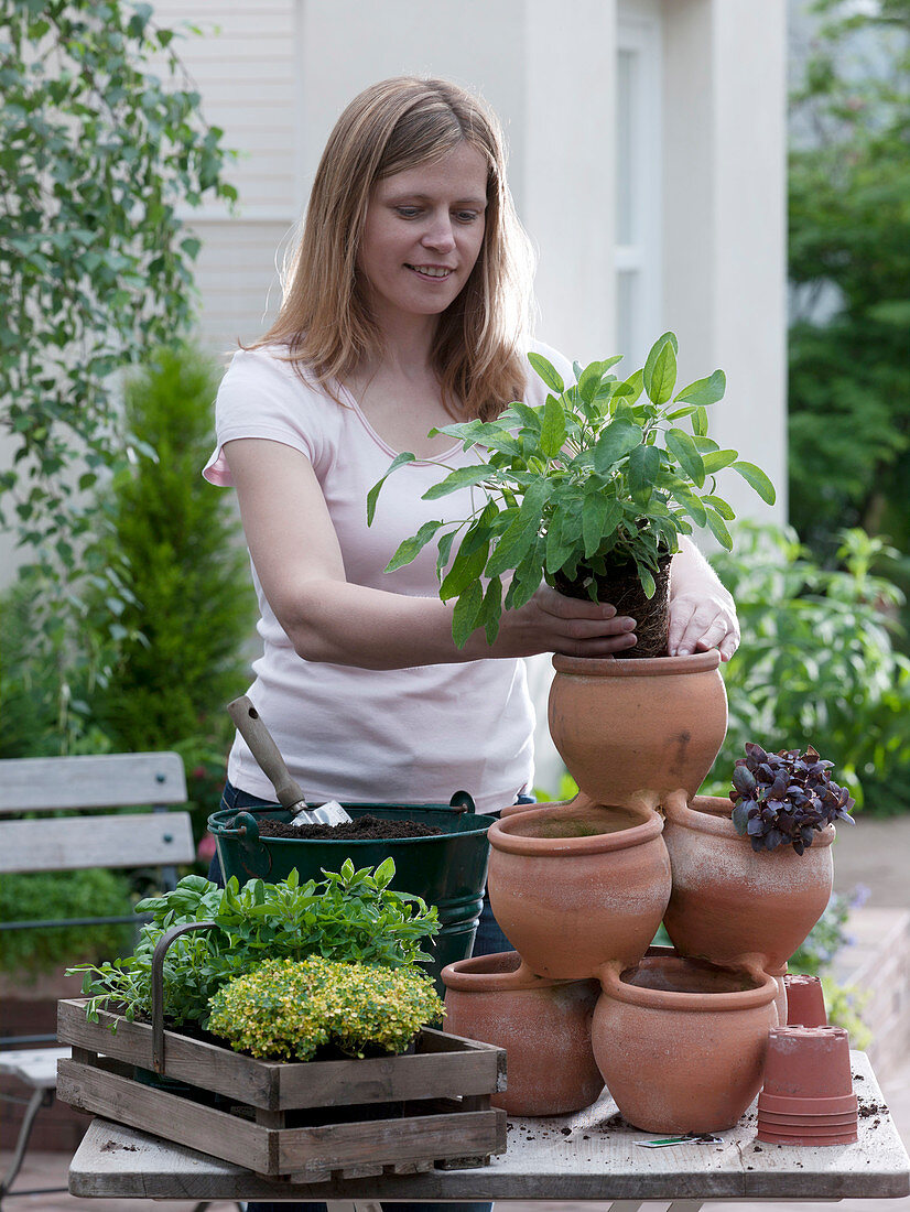 Frau bepflanzt Kräuterturm mit Salvia (Salbei), Ocimum