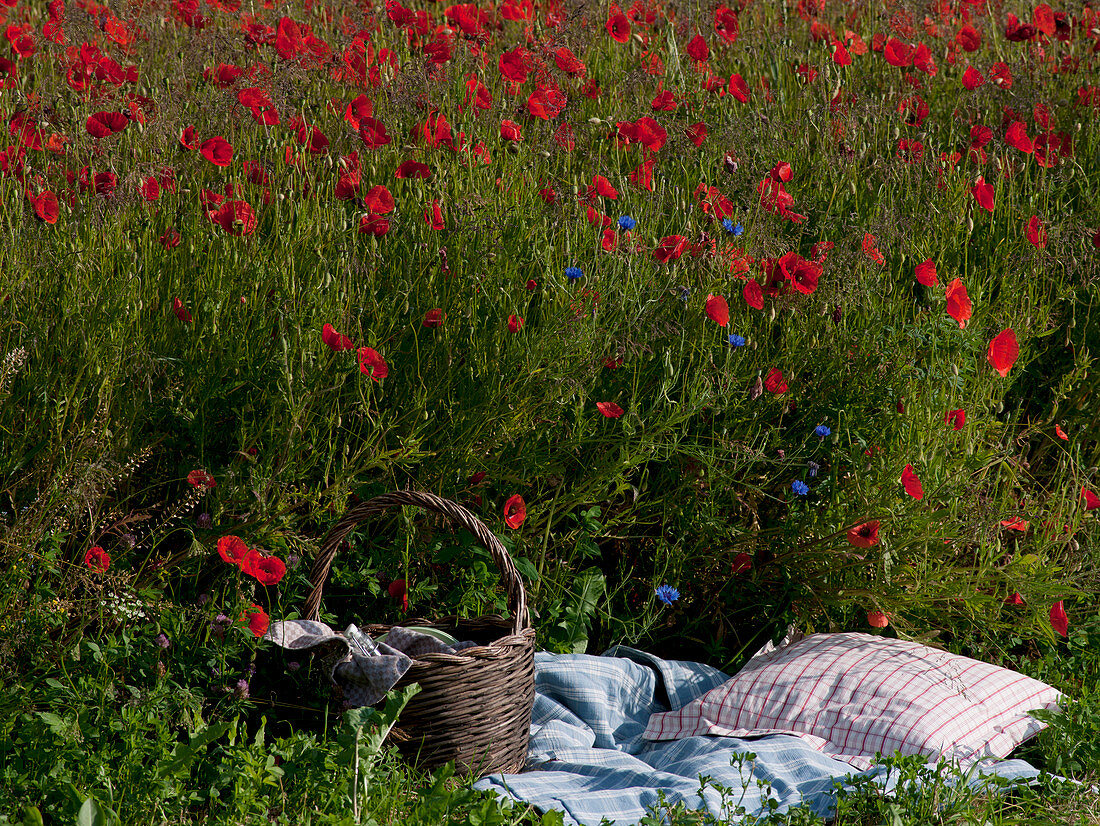 Picknick am Mohnblumenfeld