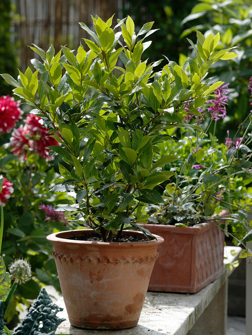 Laurus nobilis (laurel) in terracotta pot