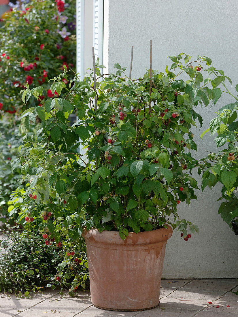 Rubus 'Sanibelle' (raspberry) in a terracotta bucket