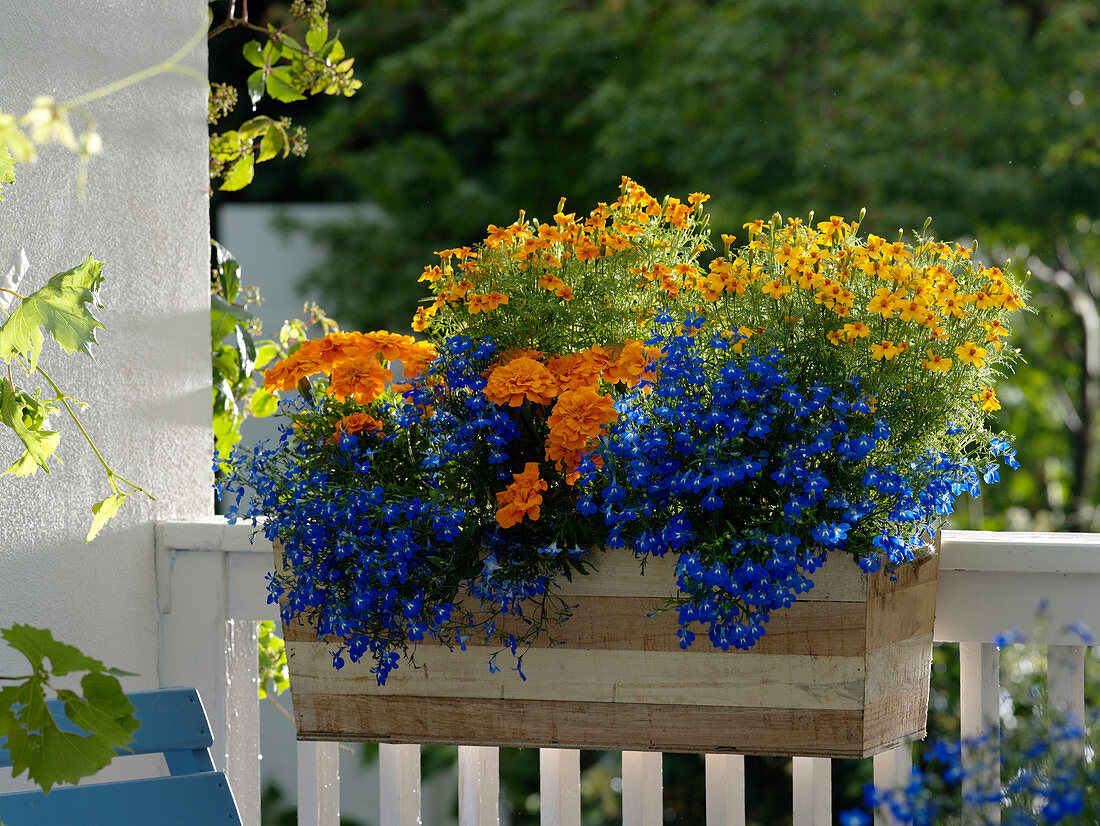 Wooden balcony box with Tagetes patula and tenuifolia