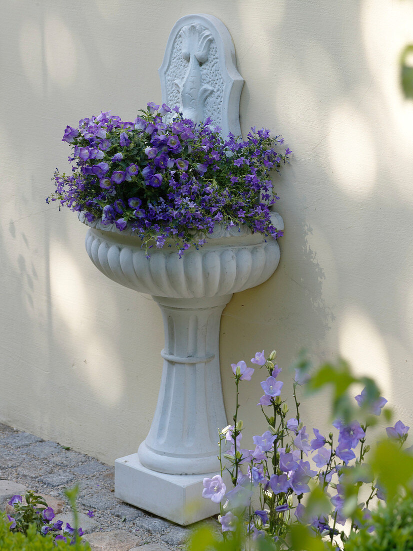 Wandbrunnen bepflanzt mit Campanula medium (Marienglockenblumen)