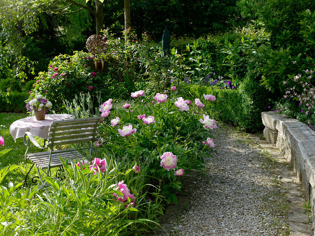 Perennial Plants with Paeonia 'Bowl Of Beauty' (Peony)