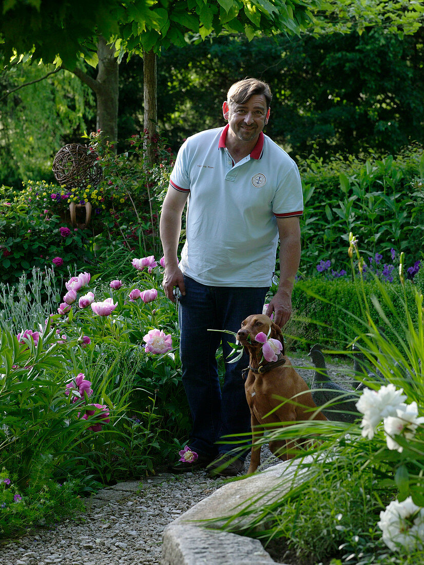 Man at the flowerbed next to Paeonia, dog with flower in the mouth