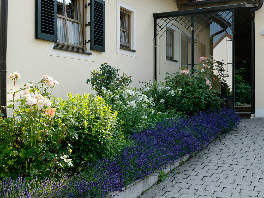 Flowerbed at the entrance with Lavandula (Lavender), Rosa (Rose)