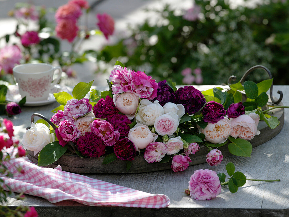 Historical and English scented roses on wooden tray