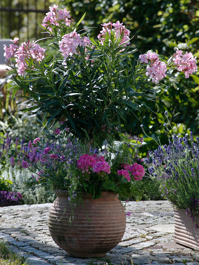 Nerium oleander (Oleander) Stamm unterpflanzt mit Pelargonium