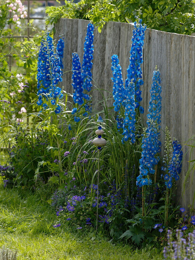 Delphinium elatum 'Royal Aspirations' (Rittersporn), Geranium 'Rozanne'