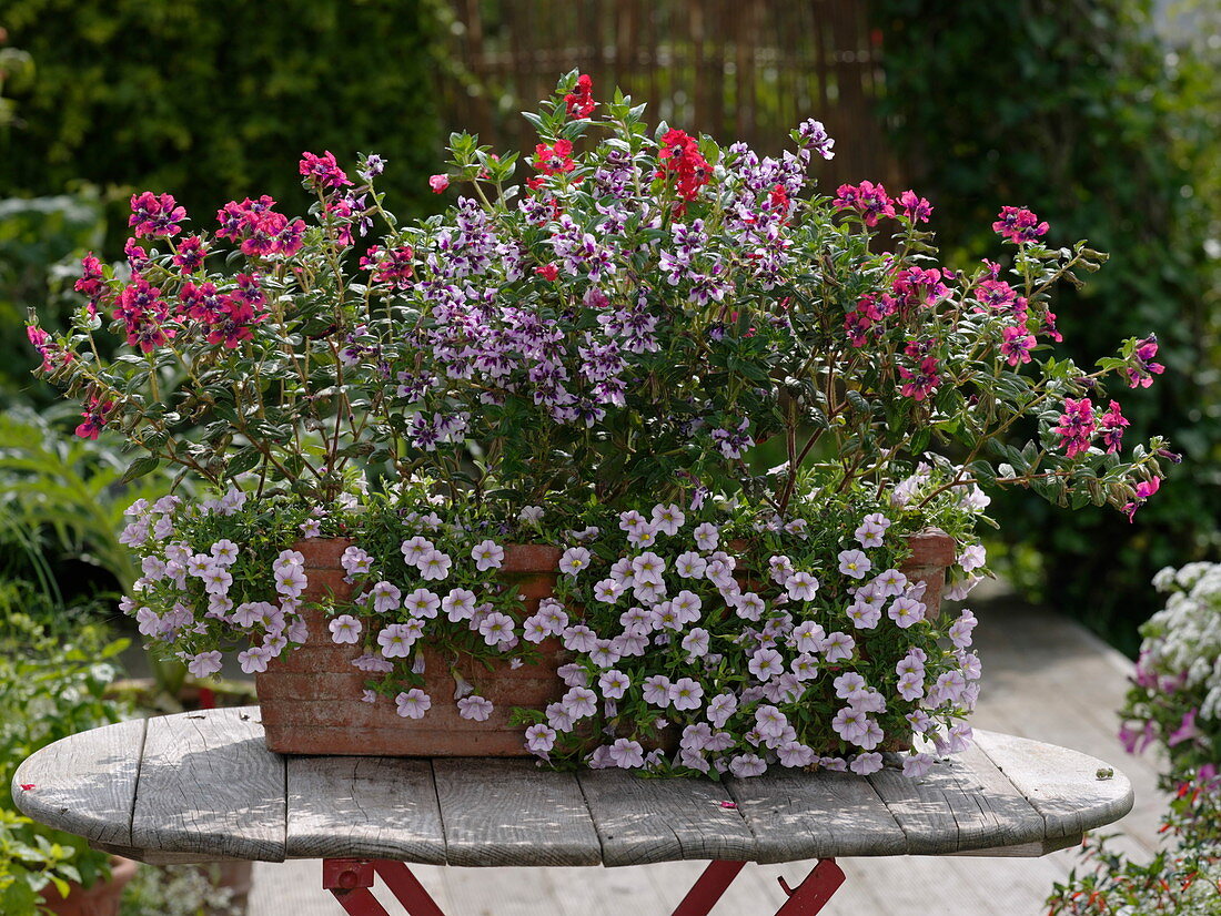 Cuphea llavea vienco 'Purple Red', 'Lavender', 'Red'