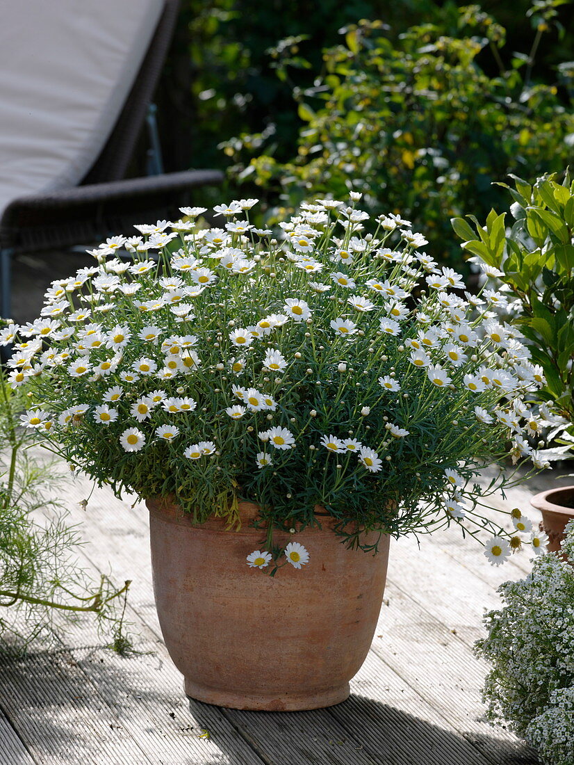 Argyranthemum frutescens 'Stella 2000' in terracotta pots