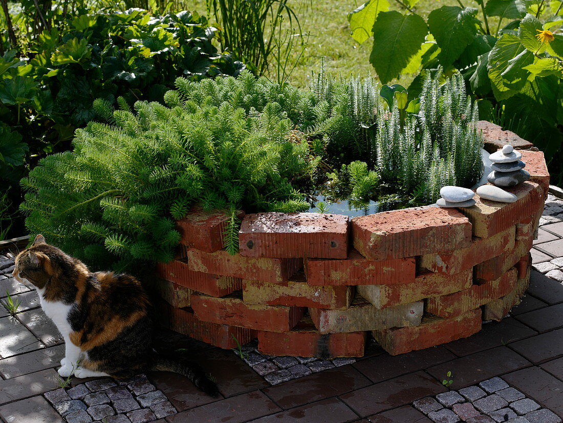 Mini - Teich mit Ziermauer aus Backsteinen verkleidet 2/2