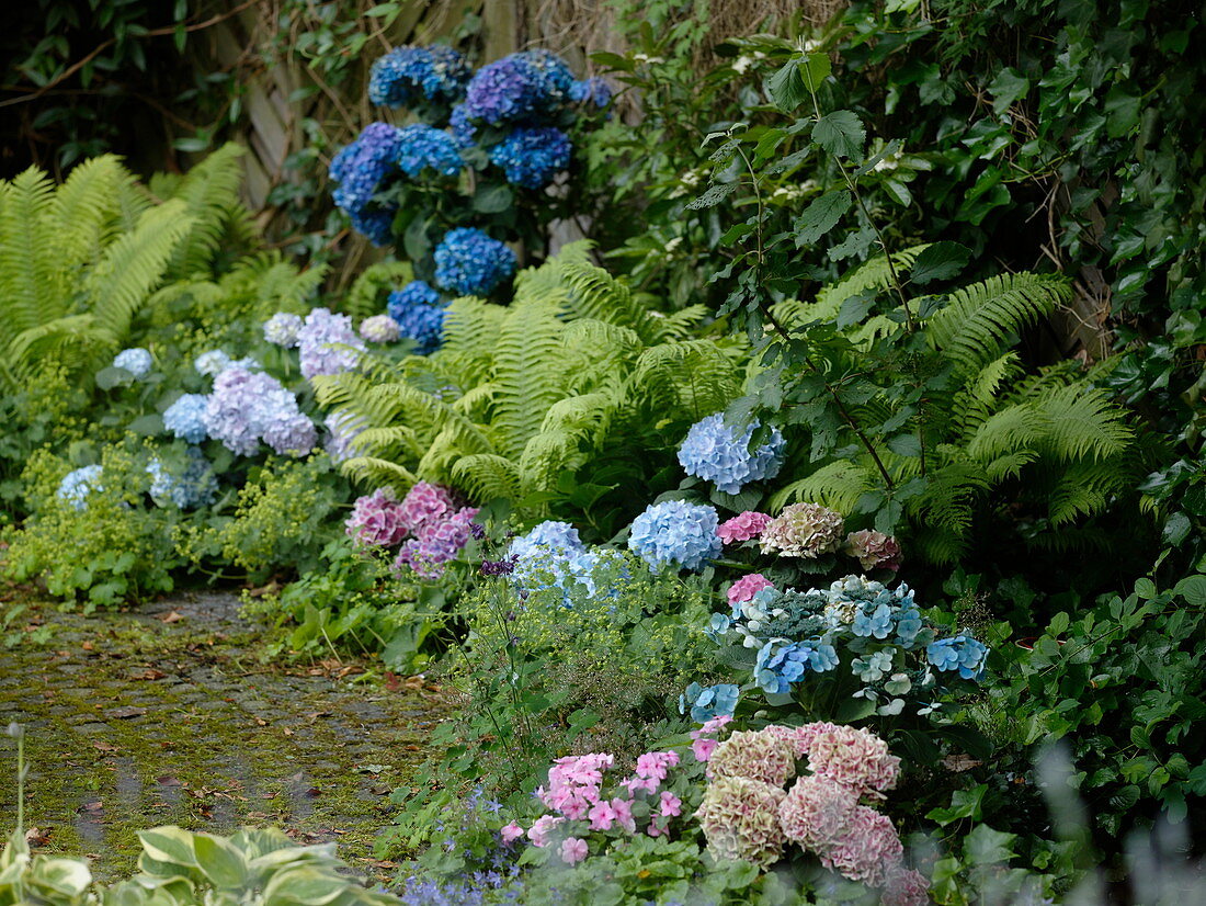 Schattenbeet mit Hydrangea (Hortensien) in rosa und blau, Matteuccia