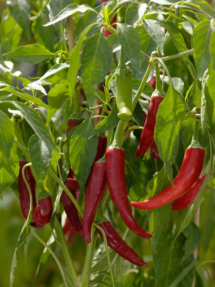 Capsicum annuum 'Cascabella' (hot peppers)