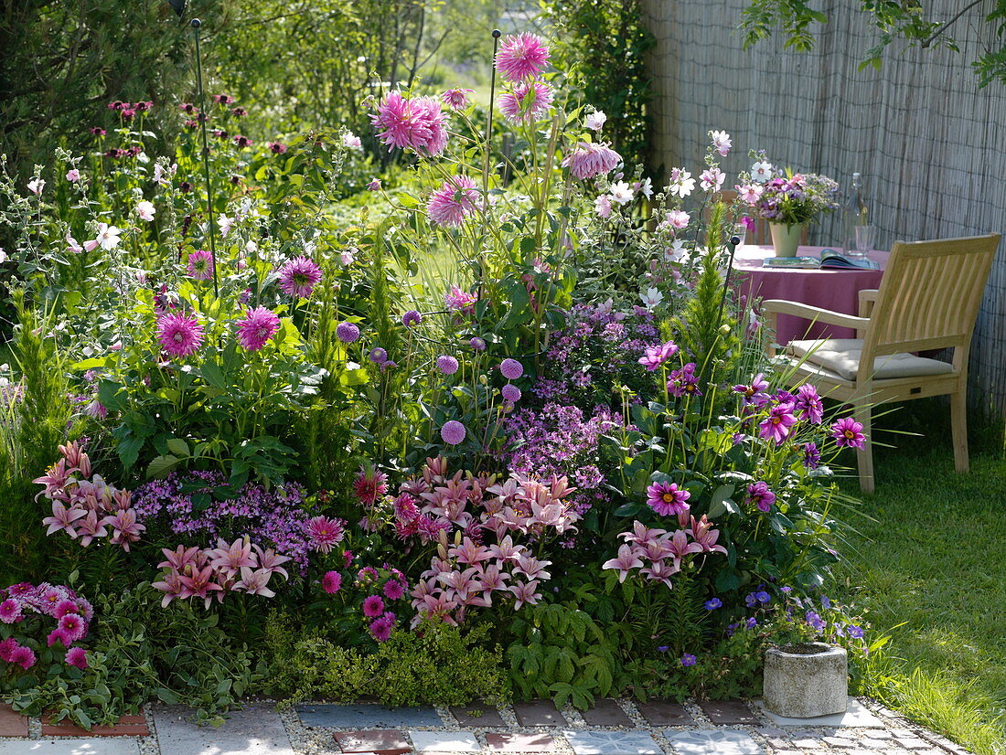 Rosa-pinkes Sommerbeet : Dahlia (Dahlien), Lavatera (Busch-Malve), Lilium