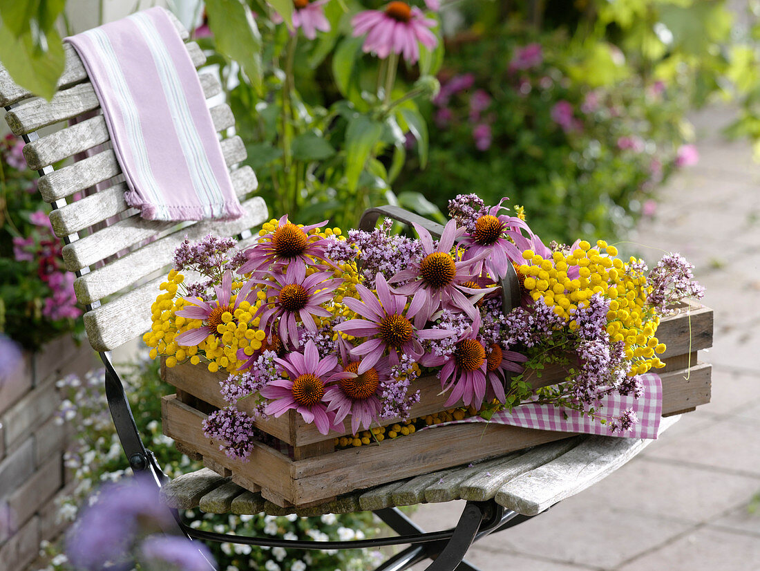 Echinacea purpurea, Tanacetum vulgare