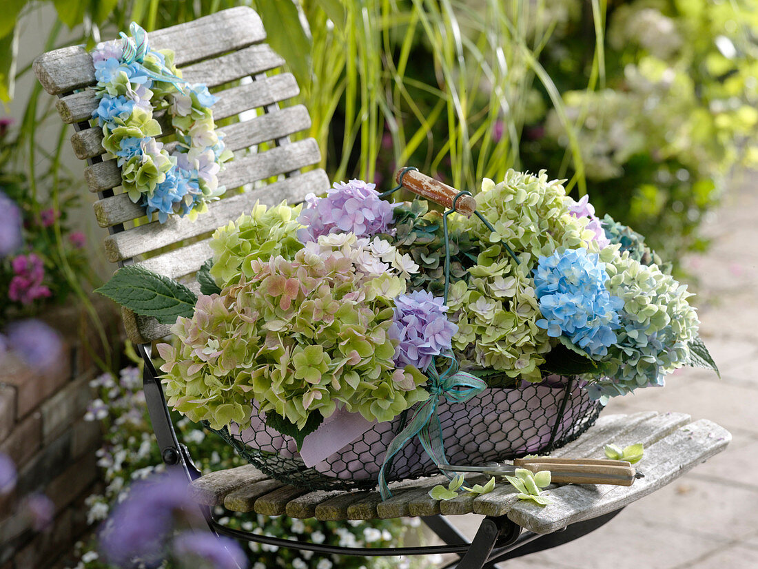 Frisch geschnittene Blüten von Hydrangea 'Endless Summer' 'Forever'