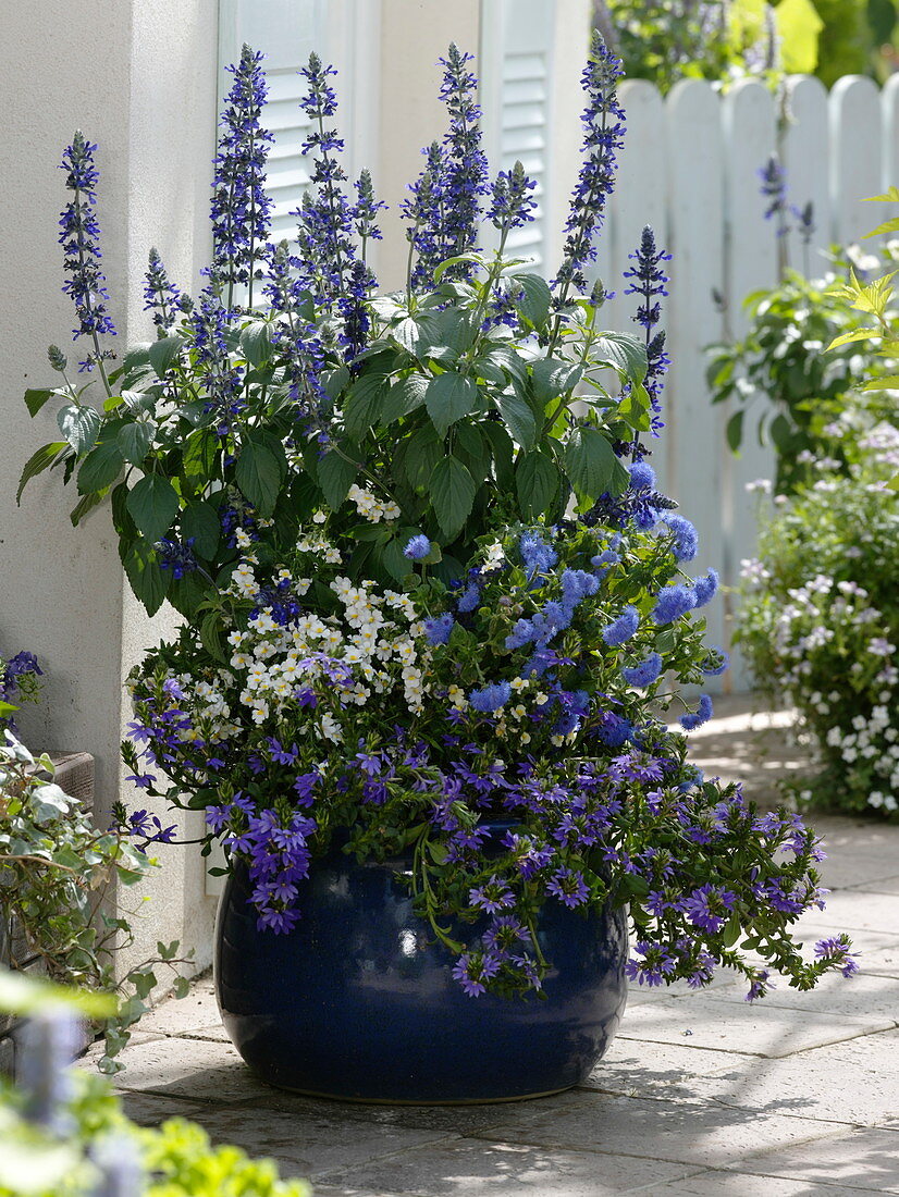 Blue tub planted with blue flowering plants