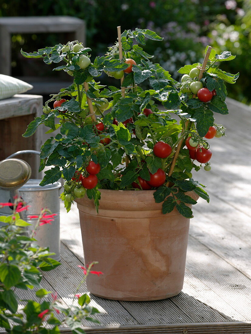 Lycopersicon 'Miniboy' (mini-tomato) in terracotta tubs