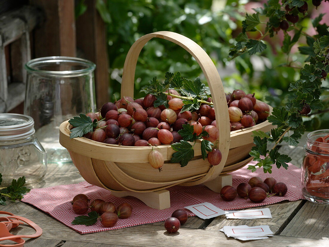 Wooden basket with freshly harvested gooseberry variety 'Rote Eva'
