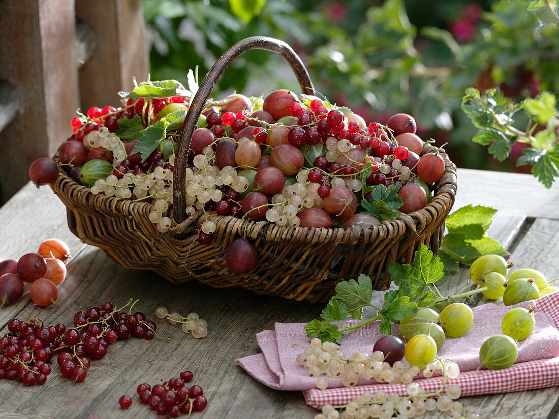 Wicker basket with freshly harvested redcurrants (Ribes rubrum)