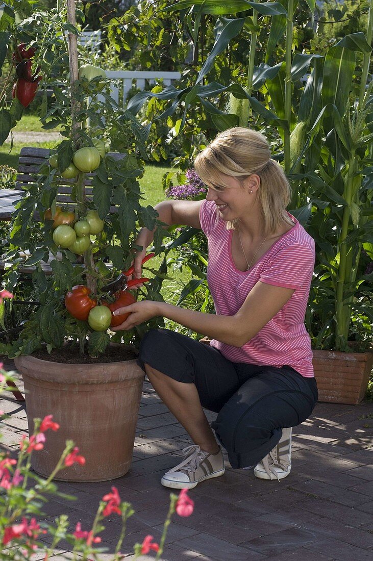 Young woman is harvesting tomatoes