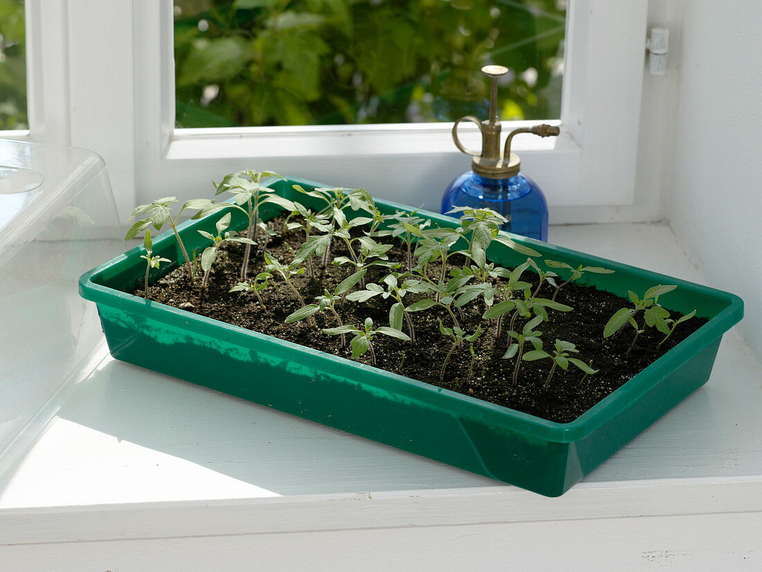 Tomato seeding in the room greenhouse on the windowsill