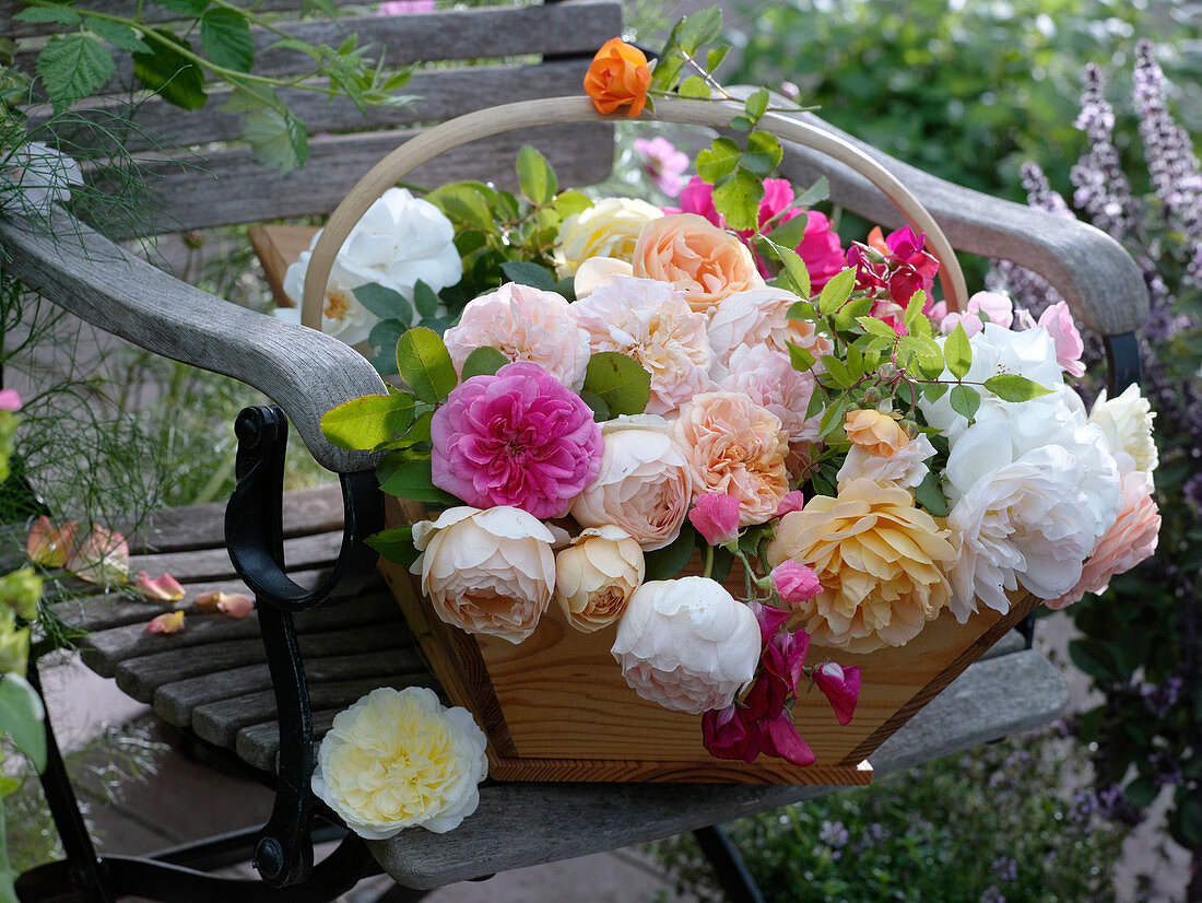 Frisch geschnittene Rosen im Holzkorb