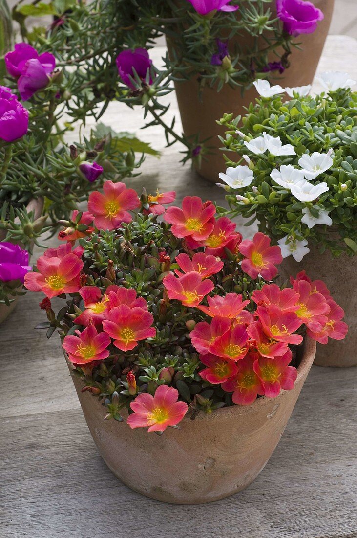 Portulaca umbraticola 'Rot' (Portulakröschen)