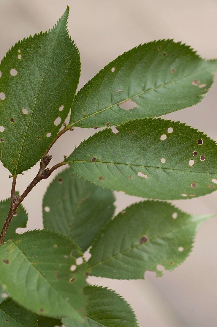 Shotgun disease on ornamental cherry leaf
