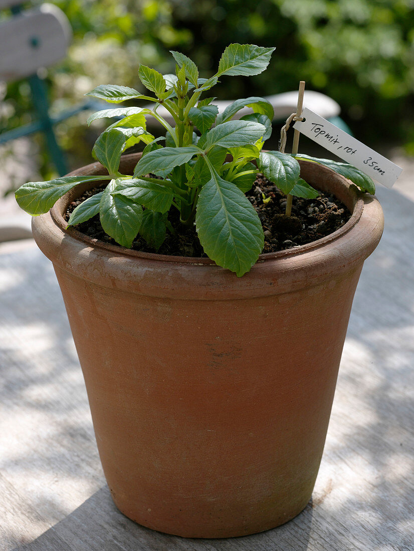 Dahlie in Terracotta - Kübel ziehen 2/3