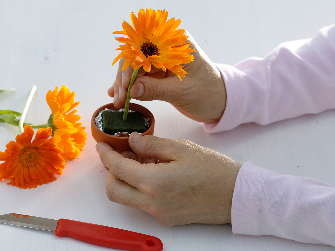 Marigolds in clay pots