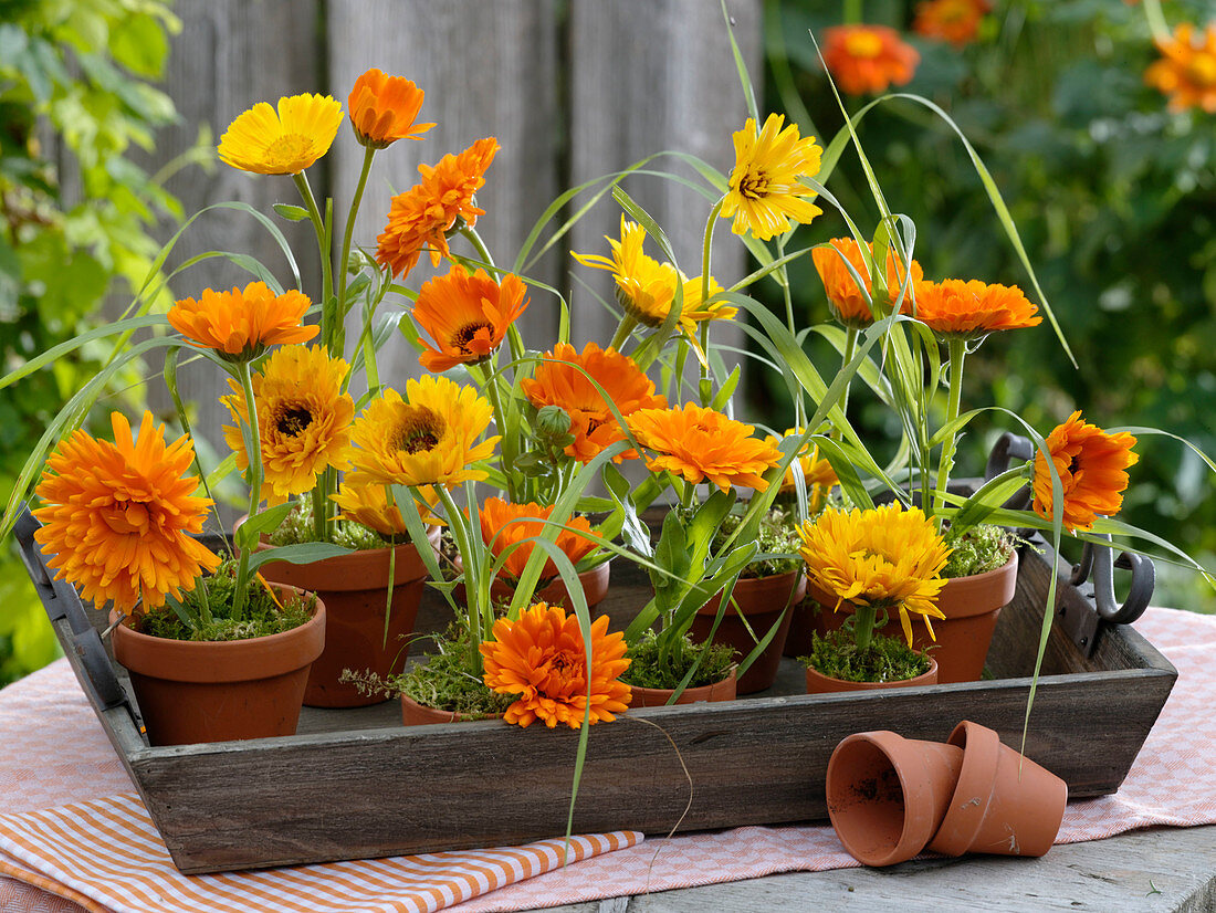 Marigolds in clay pots