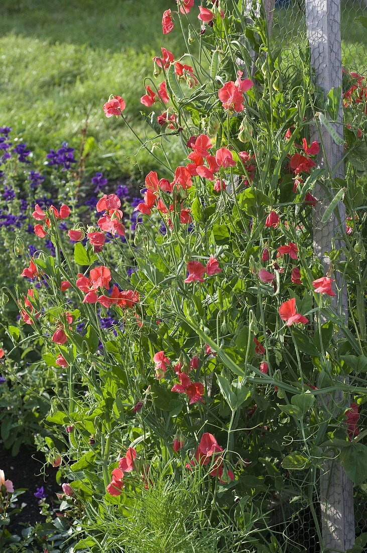 Duftwicken an selbstgebauter Rankhilfe