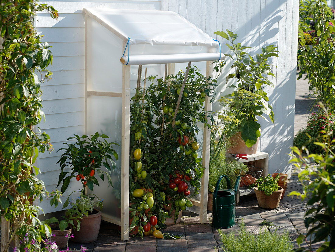 Selbstgebautes Schutzdach für Lycopersicon (Tomaten) , Capsicum annuum