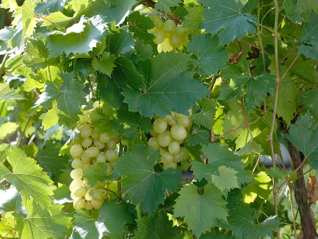 Vitis vinifera 'Palatina' (Weintrauben), pilztolerante Sorte